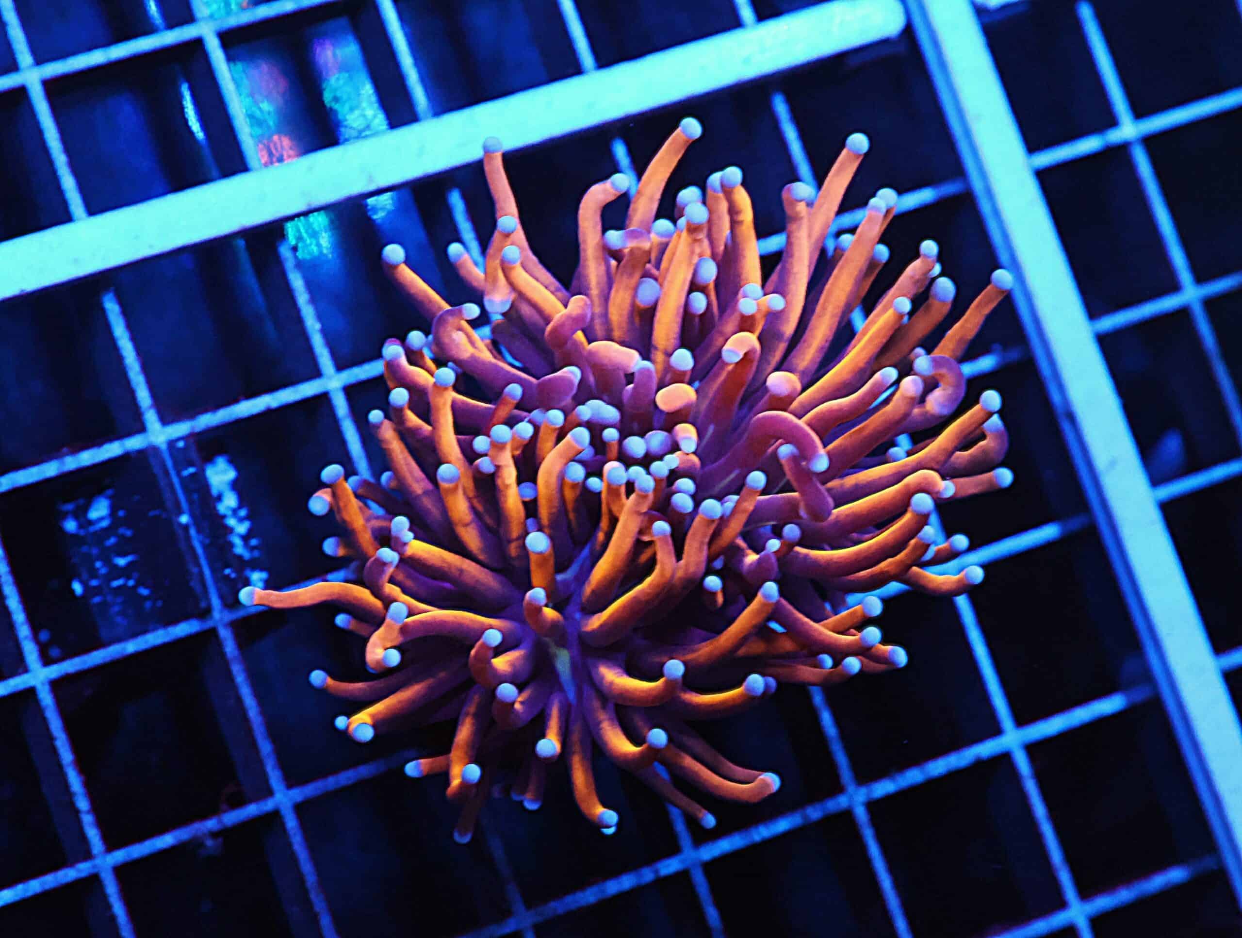 D91 - INDO TORCH GOLD VARIANT 3 HEAD