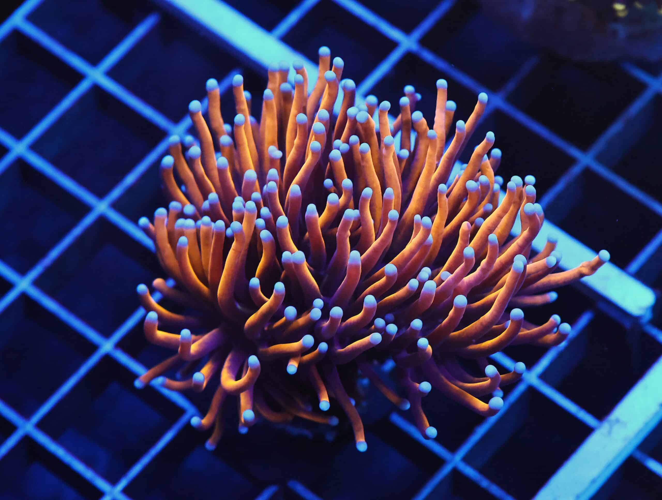 D96 - INDO TORCH GOLD VARIANT 1 HEAD