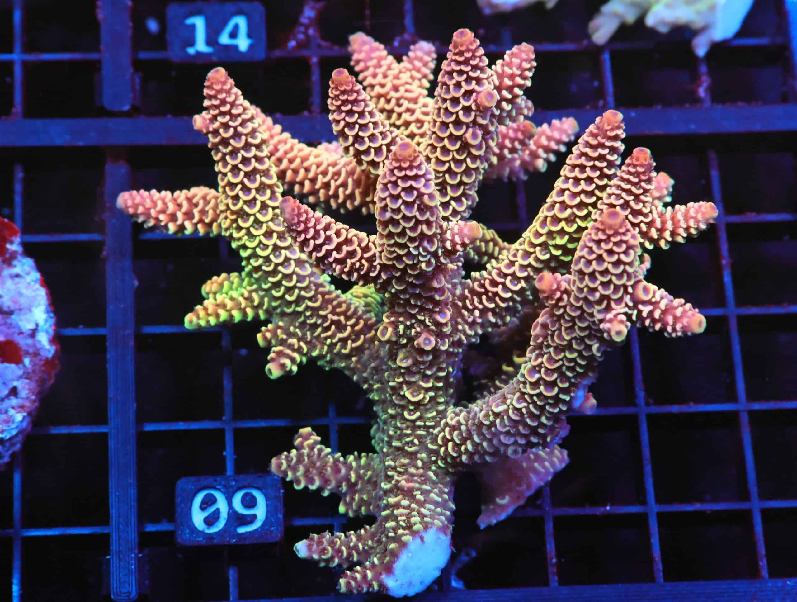 E09 - AUSSIE ACRO DRAGONSCALE LG