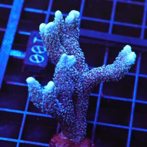 E100 - SDC GERMAN BLUE MONTIPORA DIGI COLONY
