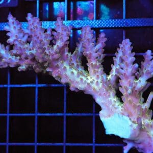 E102 - AUSSIE ACRO PREMIUM LG