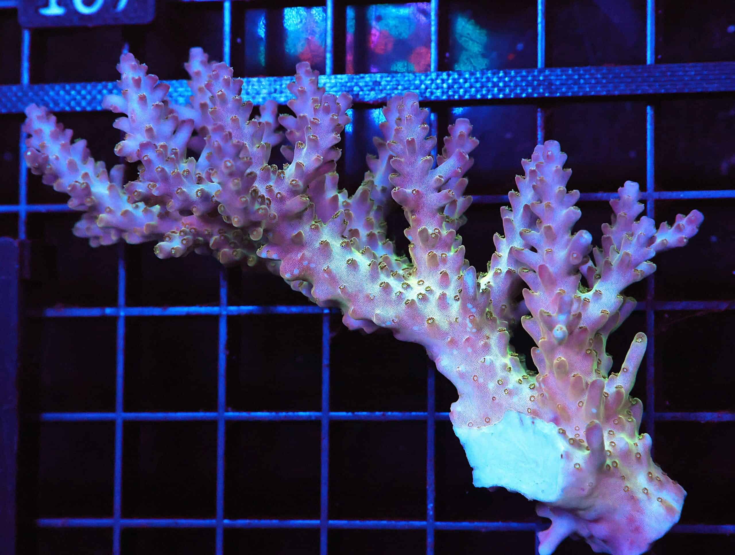 E102 - AUSSIE ACRO PREMIUM LG