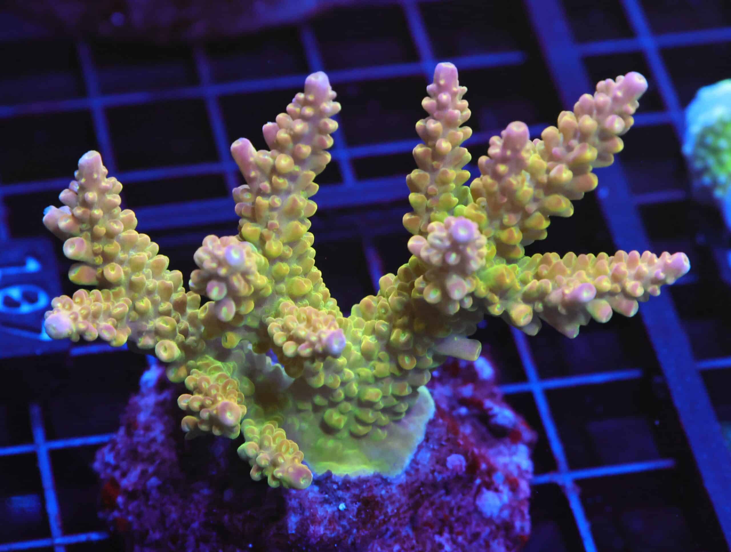 E107 - INDO ACRO PREMIUM CULTURED XL