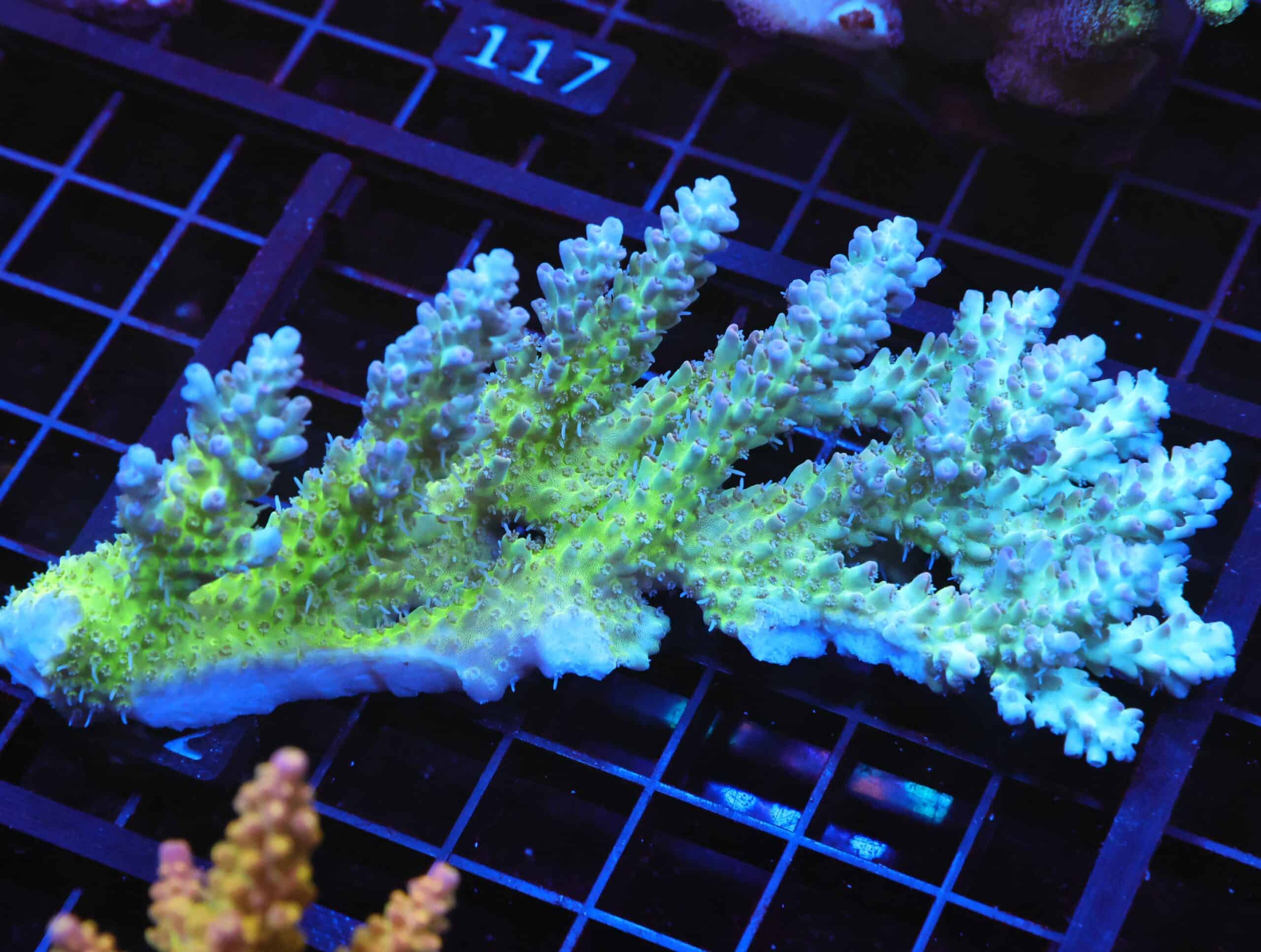 E112 - AUSSIE ACRO BLUE GREEN LG