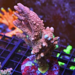 E115 - INDO ACRO PREMIUM MILLE CULTURED LG