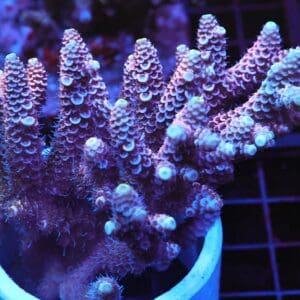 E118 - AUSSIE ACRO PINK MILLE LG