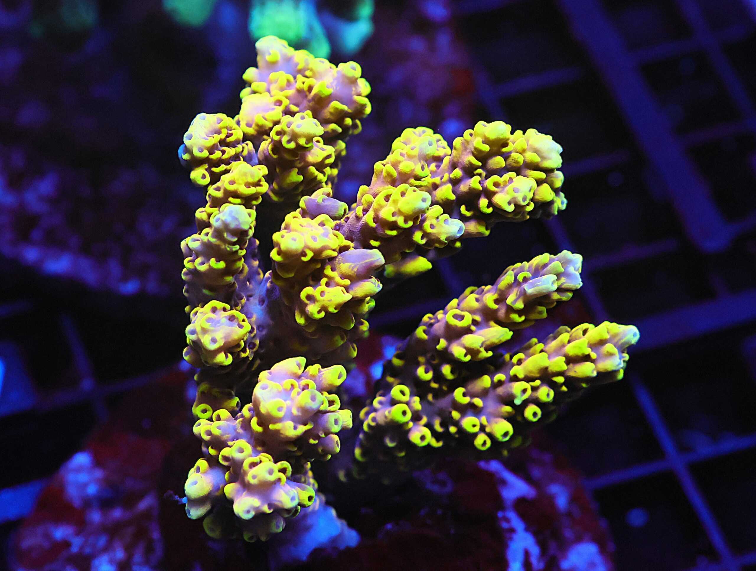 E12 - INDO ACRO PREMIUM CULTURED ML