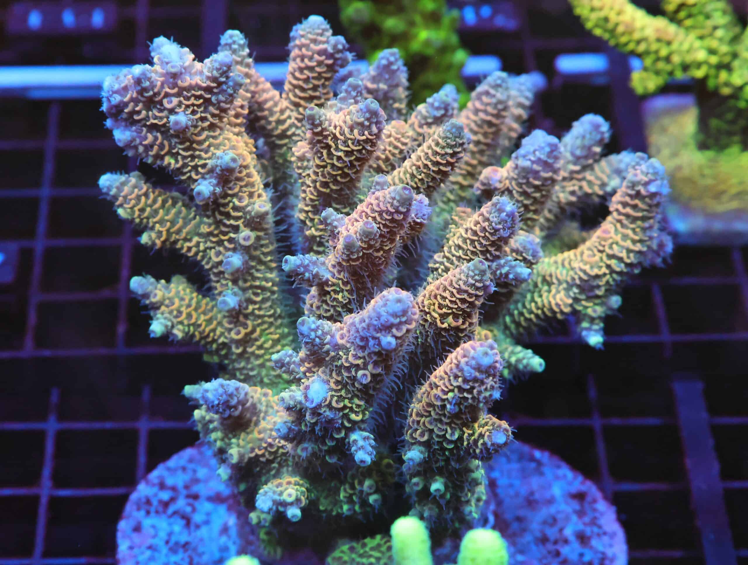 E122 - INDO ACRO RAINBOW MILLE CULTURED XL