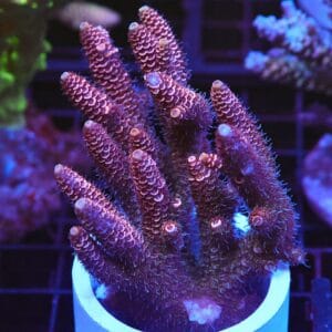 E130 - AUSSIE ACRO PINK MILLE