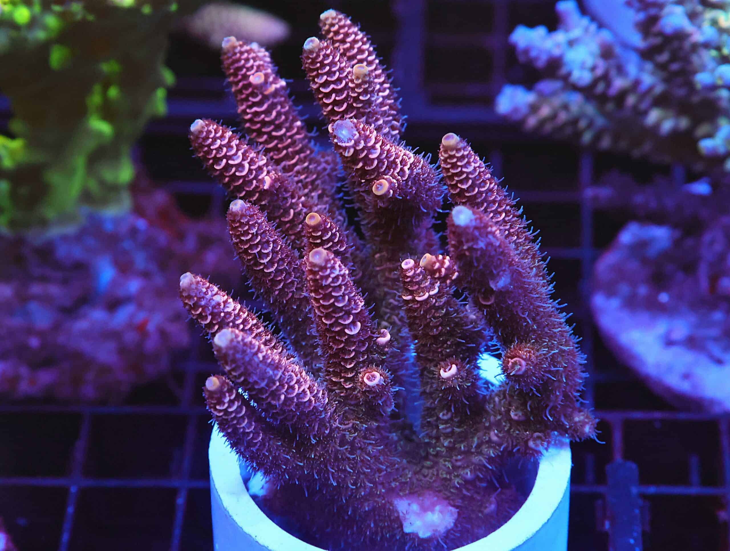 E130 - AUSSIE ACRO PINK MILLE