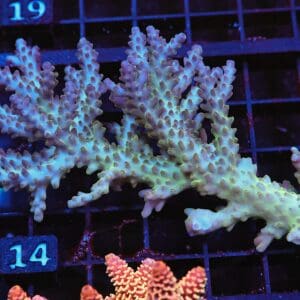 E14 - AUSSIE ACRO BLUE ICE LG