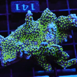 E141 - SDC TUBBS STELLATA CULTURED XL FRAG