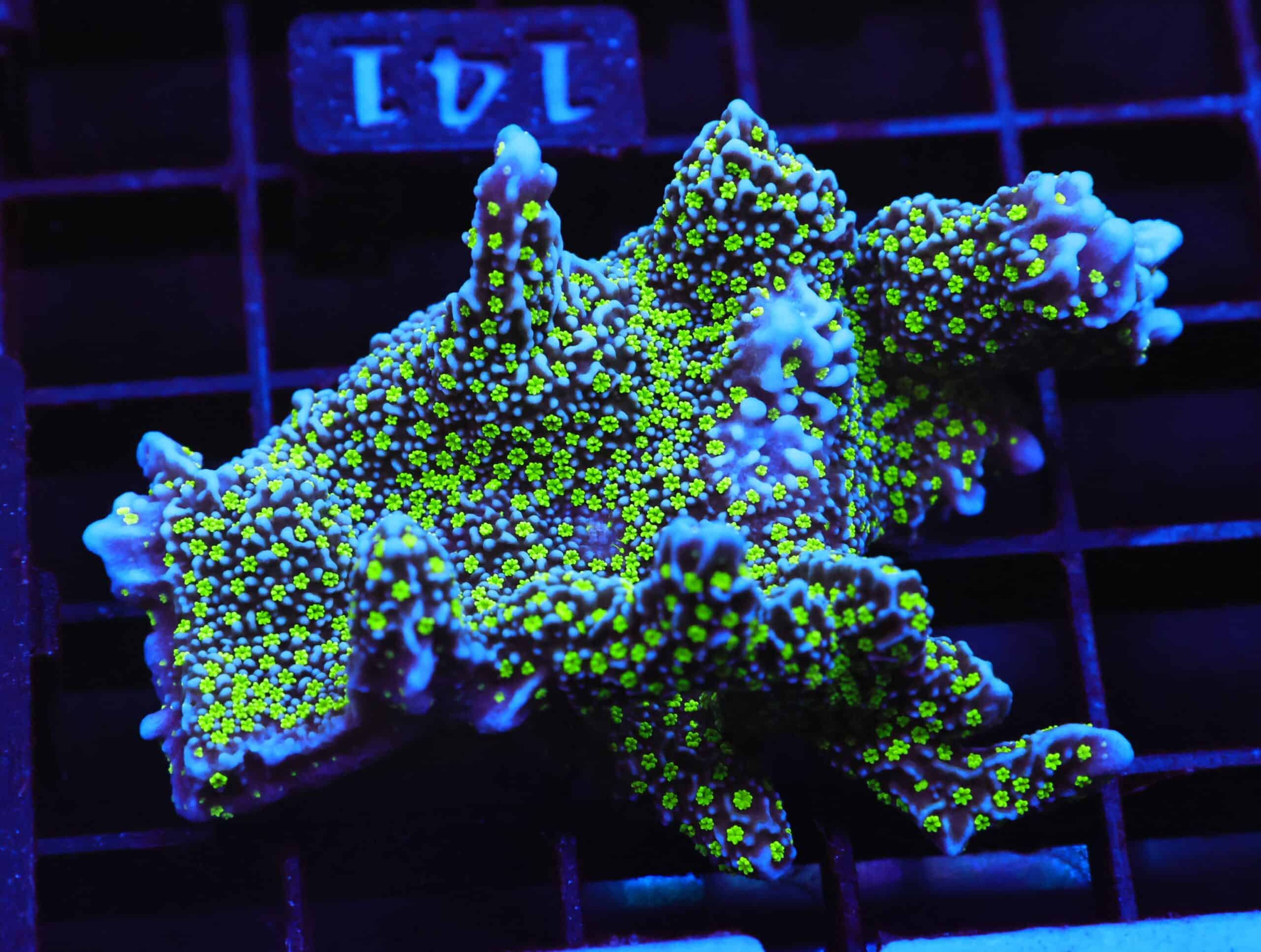 E141 - SDC TUBBS STELLATA CULTURED XL FRAG