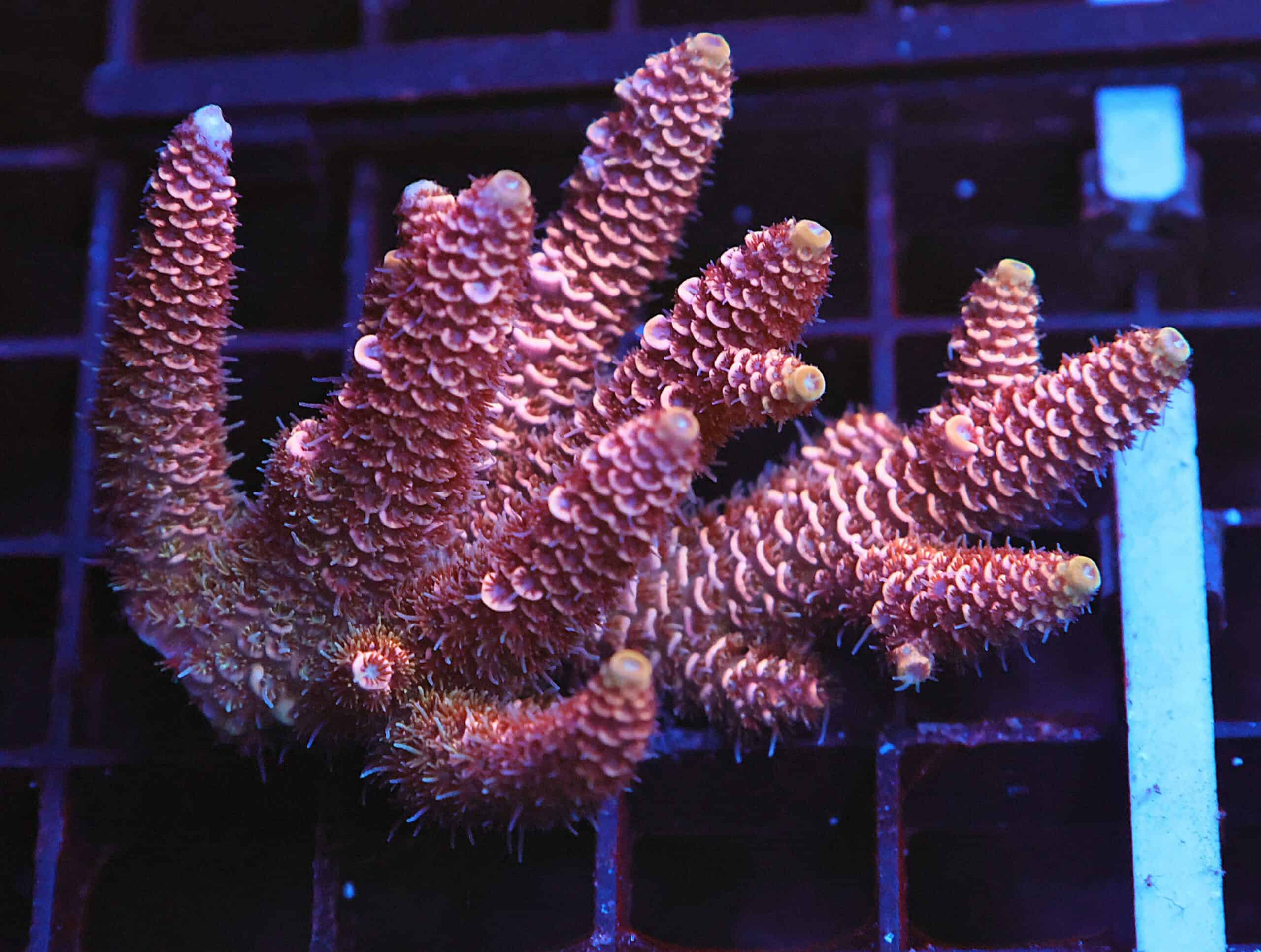 E163 - AUSSIE ACRO PINK MILLE LG