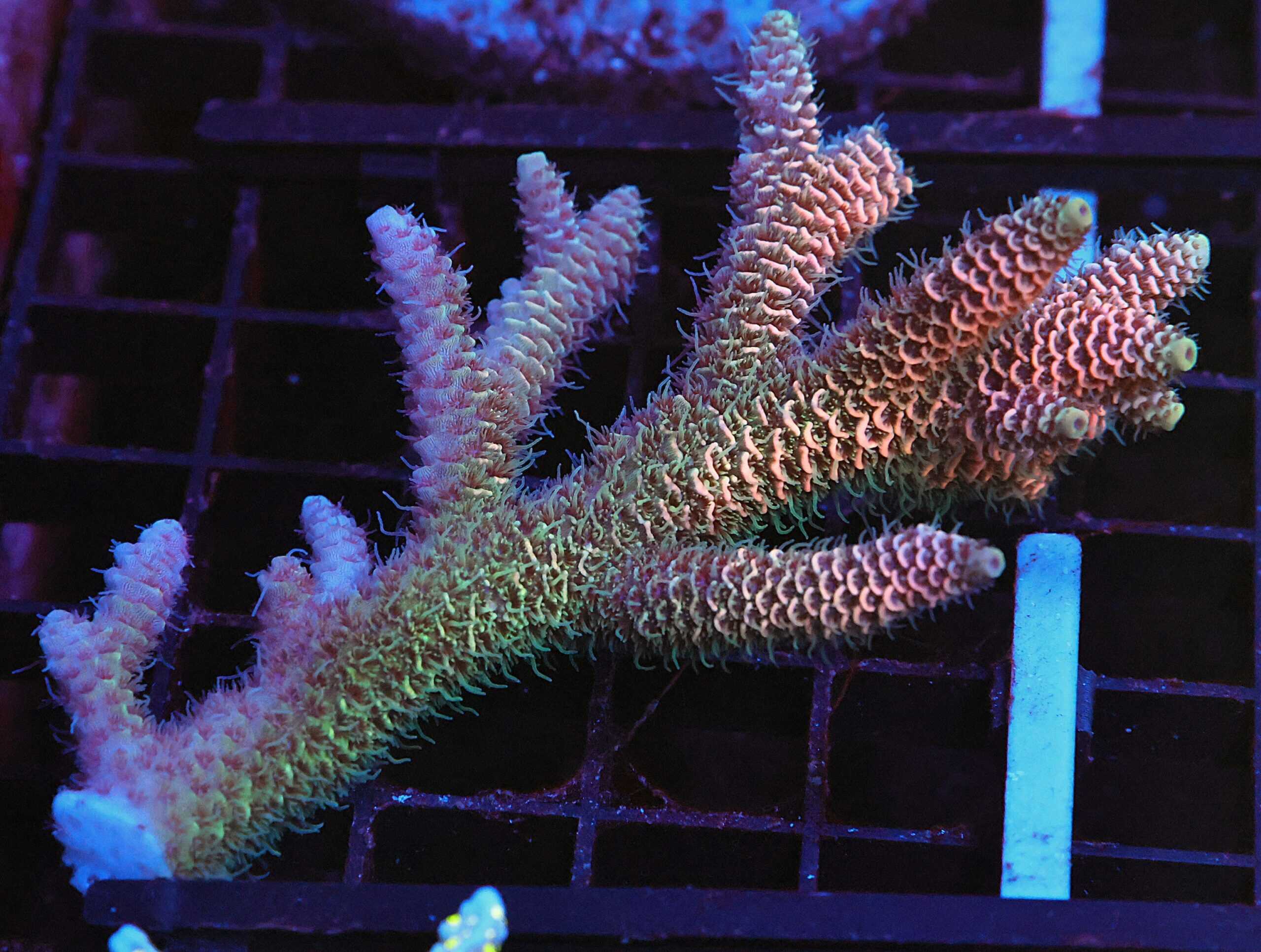 E166 - AUSSIE ACRO RAINBOW MILLE LG