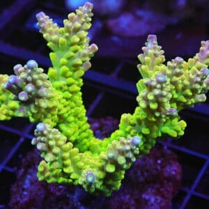 E20 - INDO ACRO PREMIUM CULTURED LG