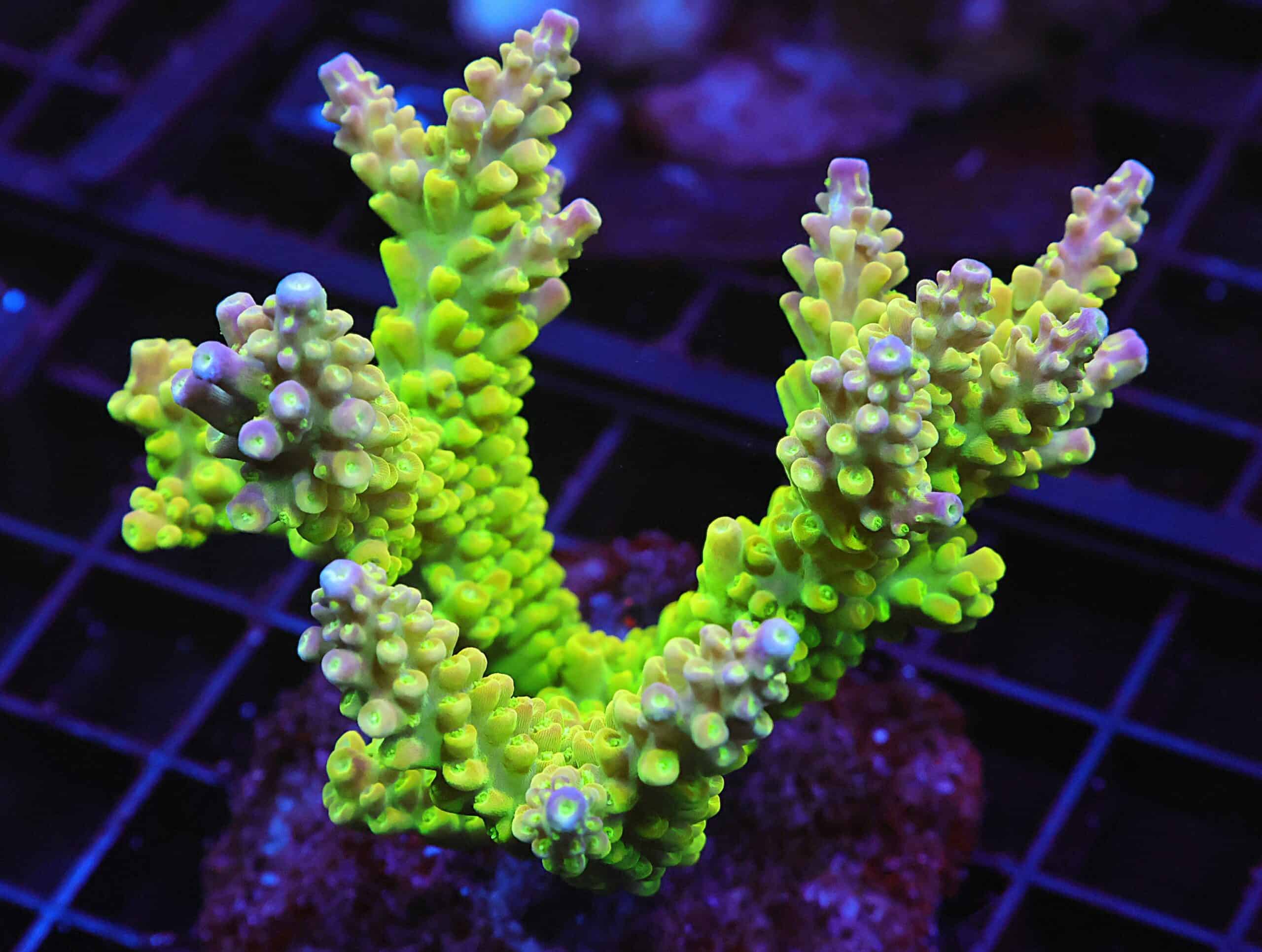 E20 - INDO ACRO PREMIUM CULTURED LG