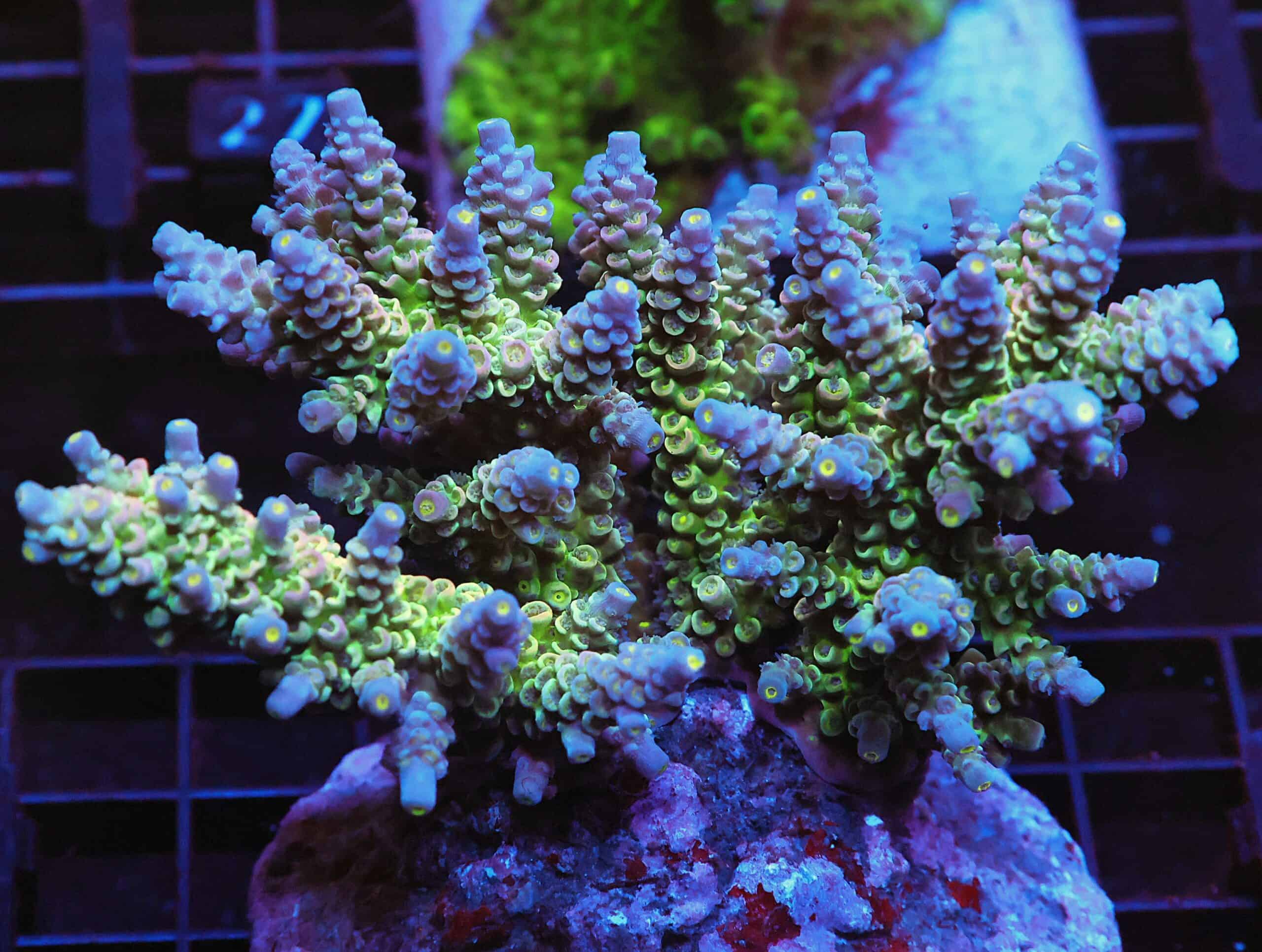 E22 - INDO ACRO RAINBOW TENUIS CULTURED XL