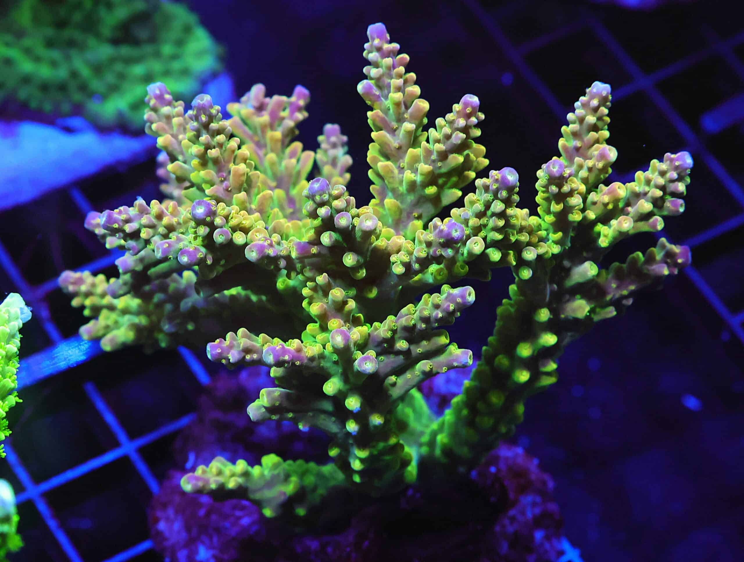 E26 - INDO ACRO PREMIUM CULTURED XL