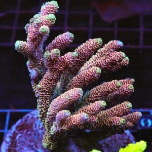 E30 - INDO ACRO RAINBOW MILLE CULTURED XL