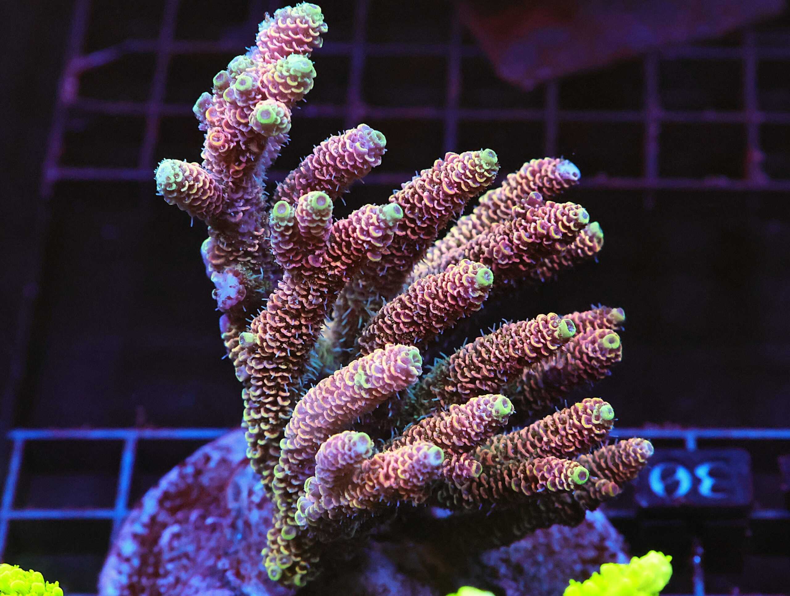 E30 - INDO ACRO RAINBOW MILLE CULTURED XL