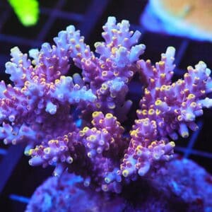 E44 - INDO ACRO PREMIUM CULTURED LG