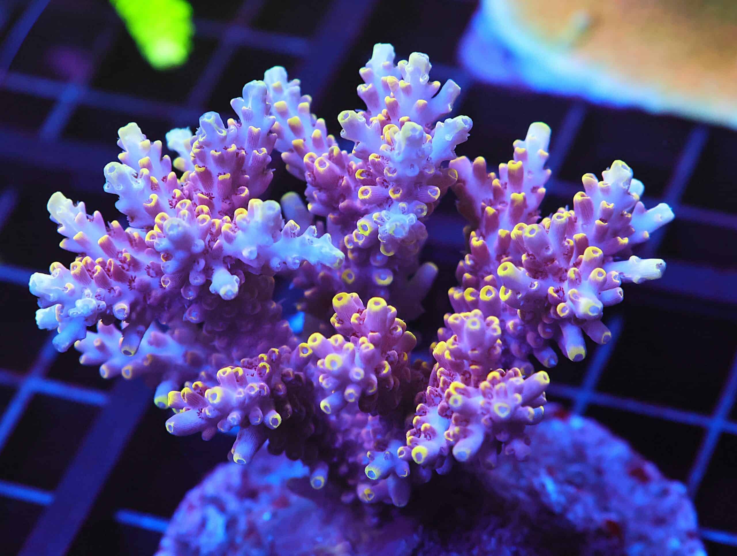 E44 - INDO ACRO PREMIUM CULTURED LG