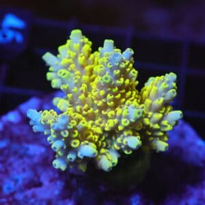 E46 - INDO ACRO YELLOW CULTURED M