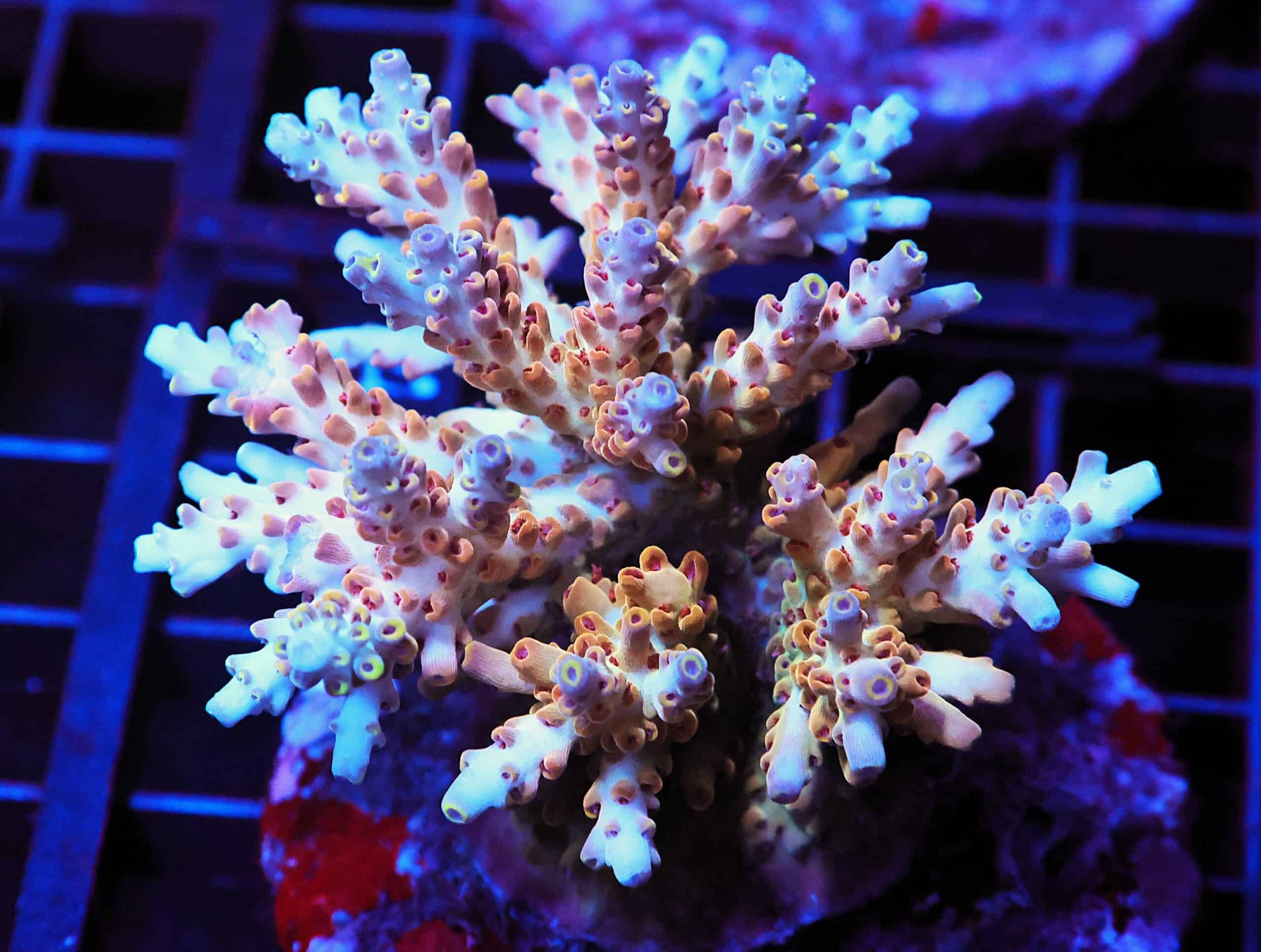 E47 - INDO ACRO PREMIUM CULTURED LG