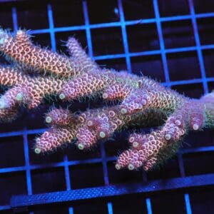 E56 - AUSSIE ACRO PINK MILLE