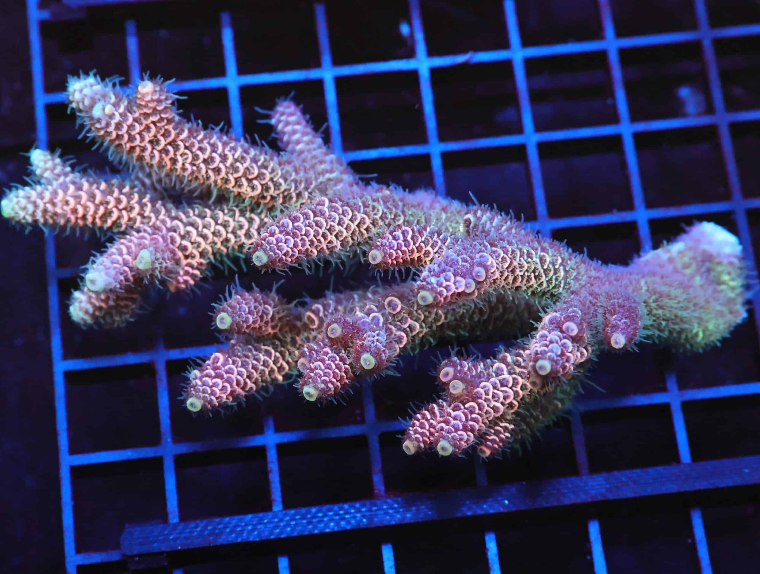 E56 - AUSSIE ACRO PINK MILLE