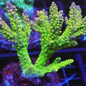 E66 - INDO ACRO PREMIUM CULTURED XL