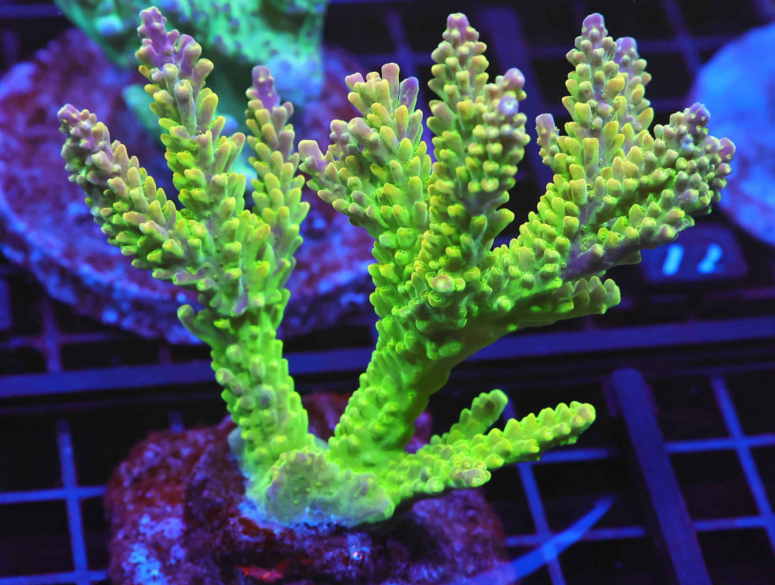 E66 - INDO ACRO PREMIUM CULTURED XL