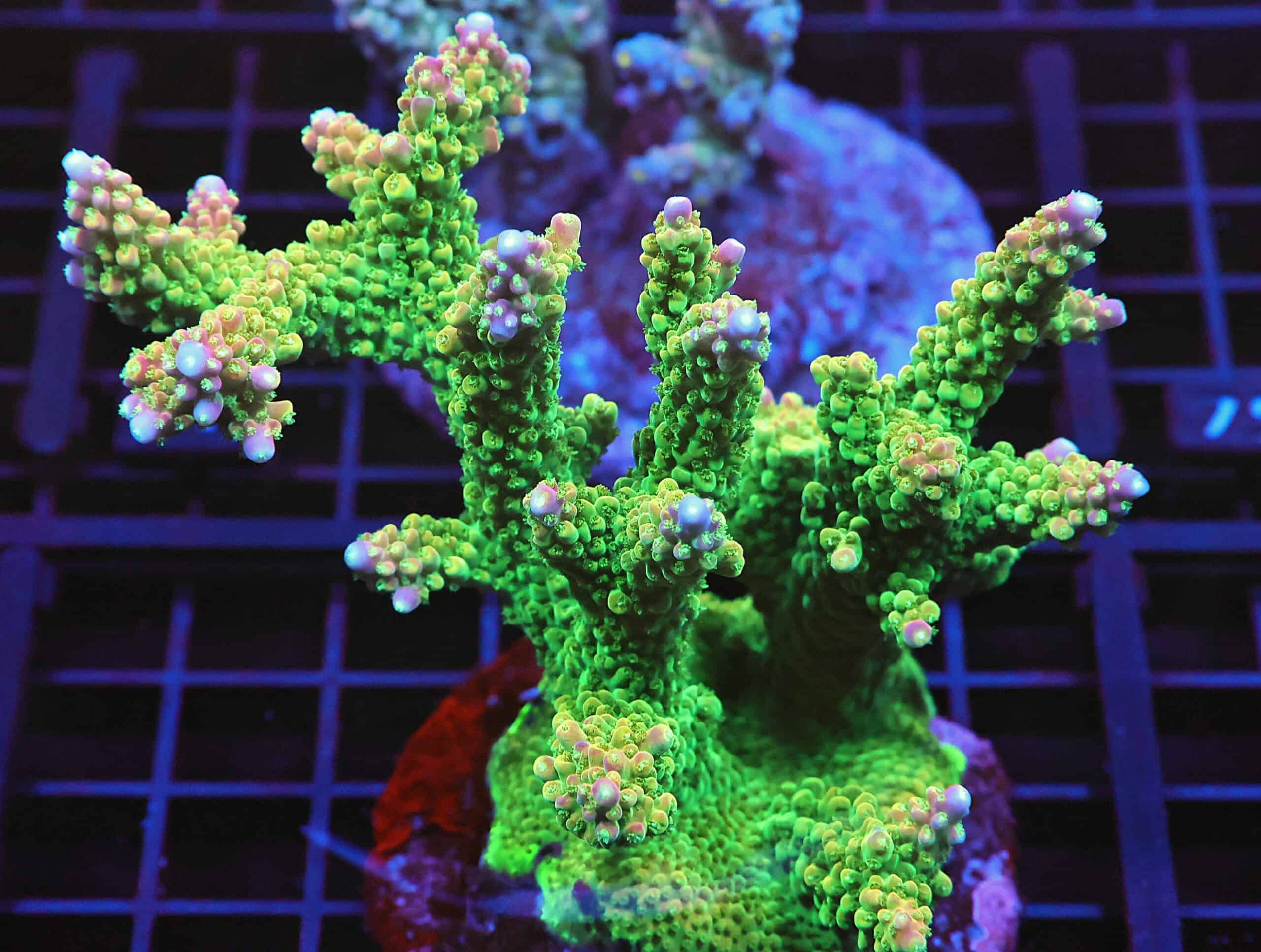 E69 - INDO ACRO PREMIUM CULTURED XL