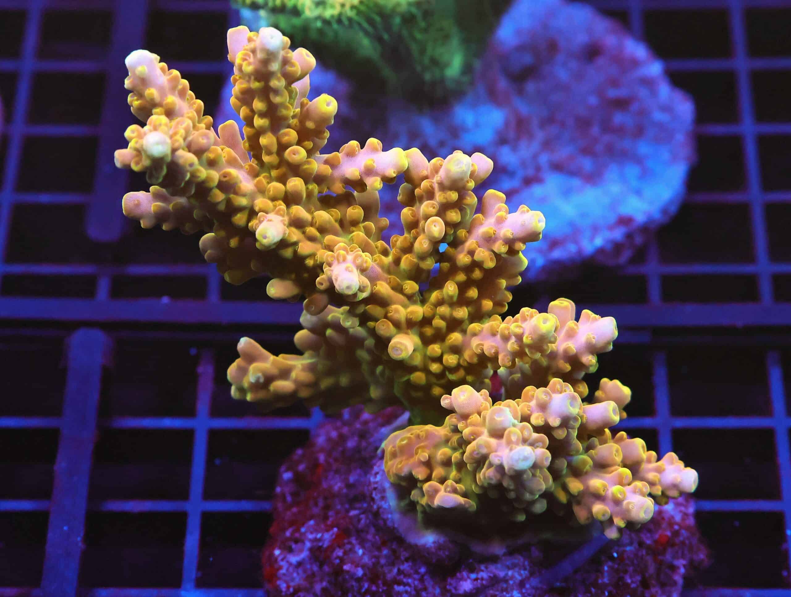 E68 - INDO ACRO PREMIUM GOLD CULTURED LG