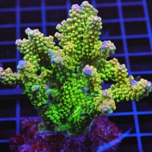 E70 - INDO ACRO PREMIUM CULTURED LG