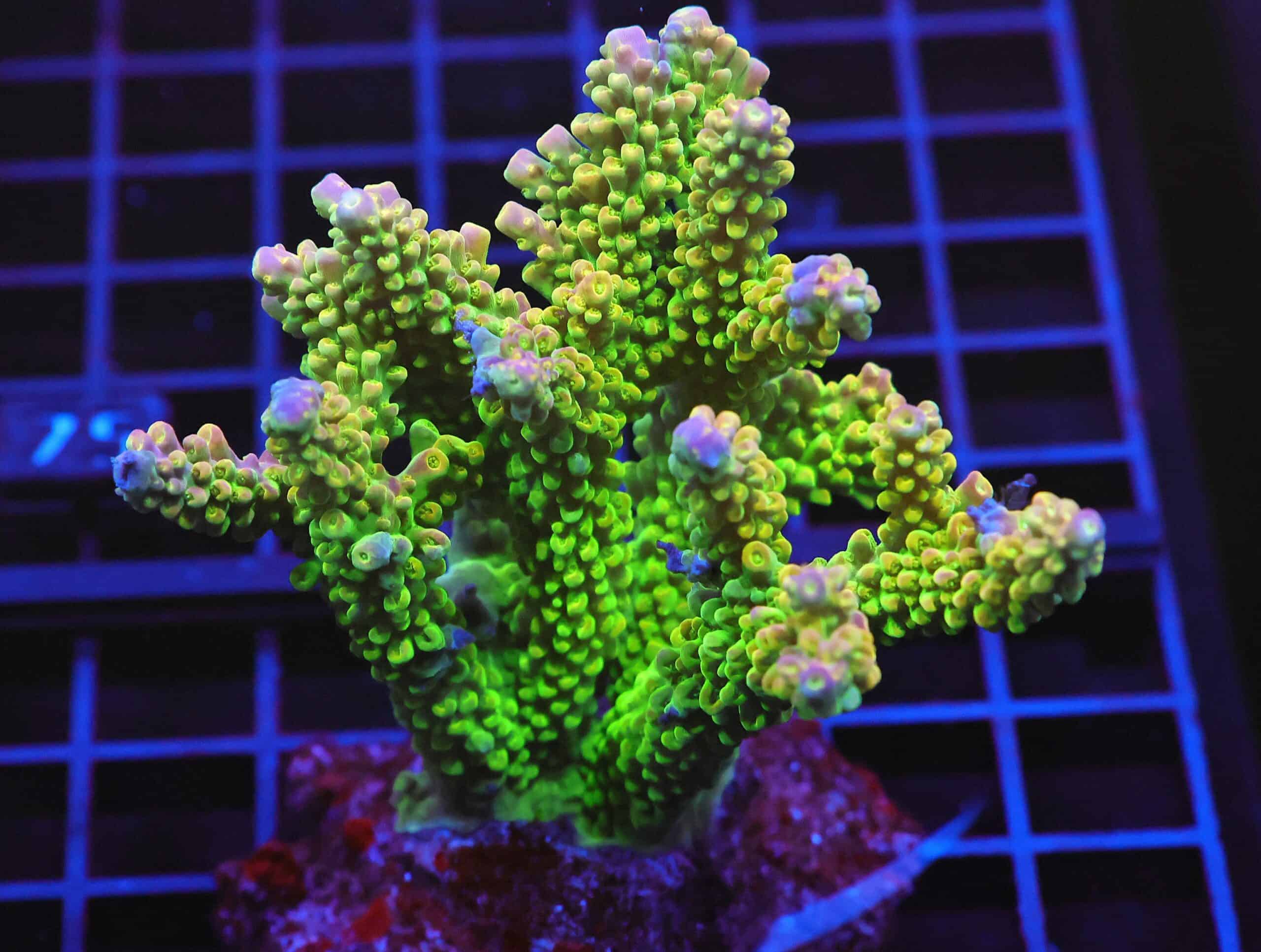 E70 - INDO ACRO PREMIUM CULTURED LG