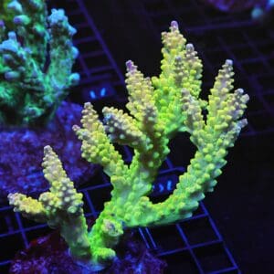 E76 - INDO ACRO PREMIUM CULTURED XL