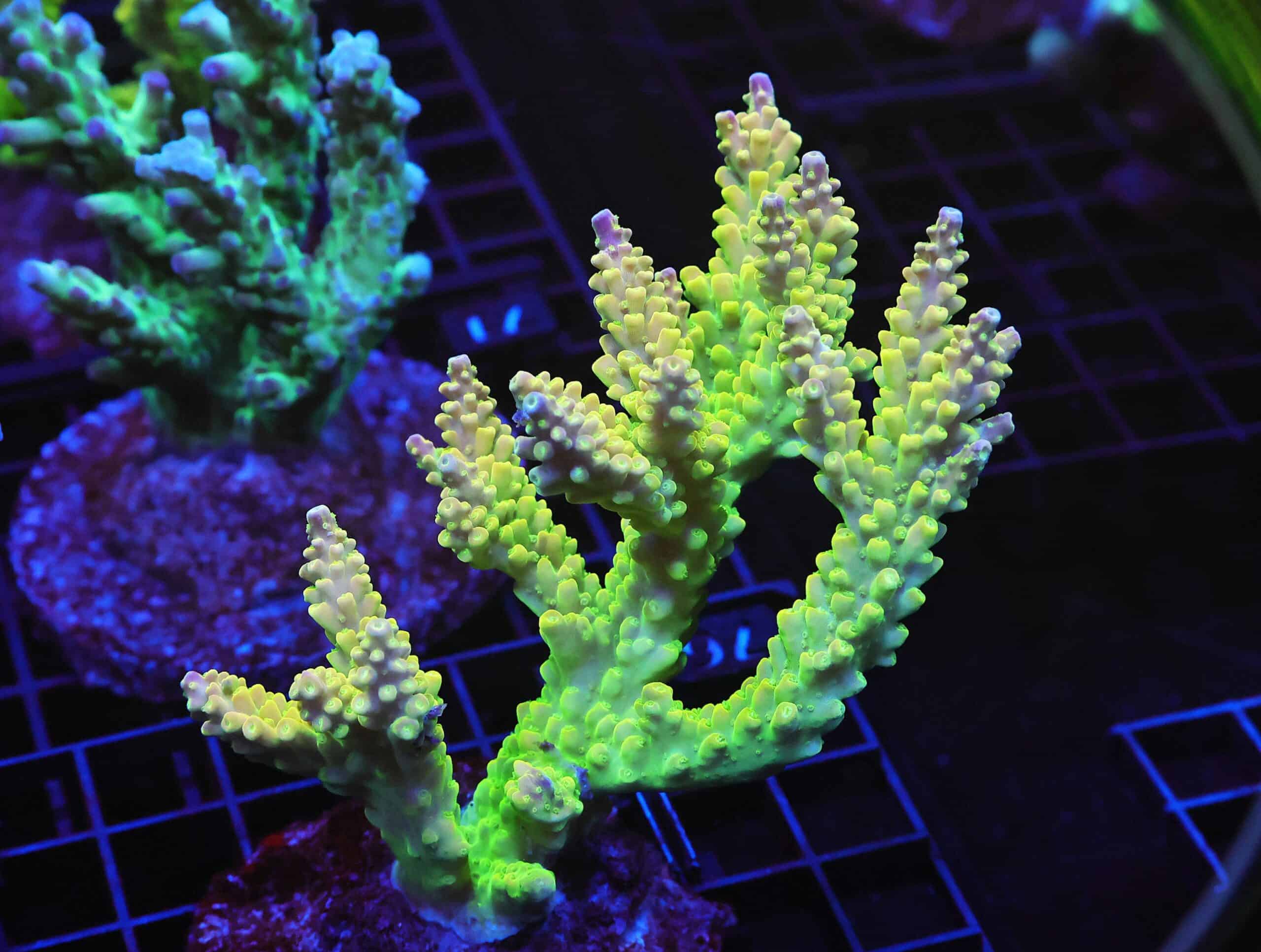 E76 - INDO ACRO PREMIUM CULTURED XL