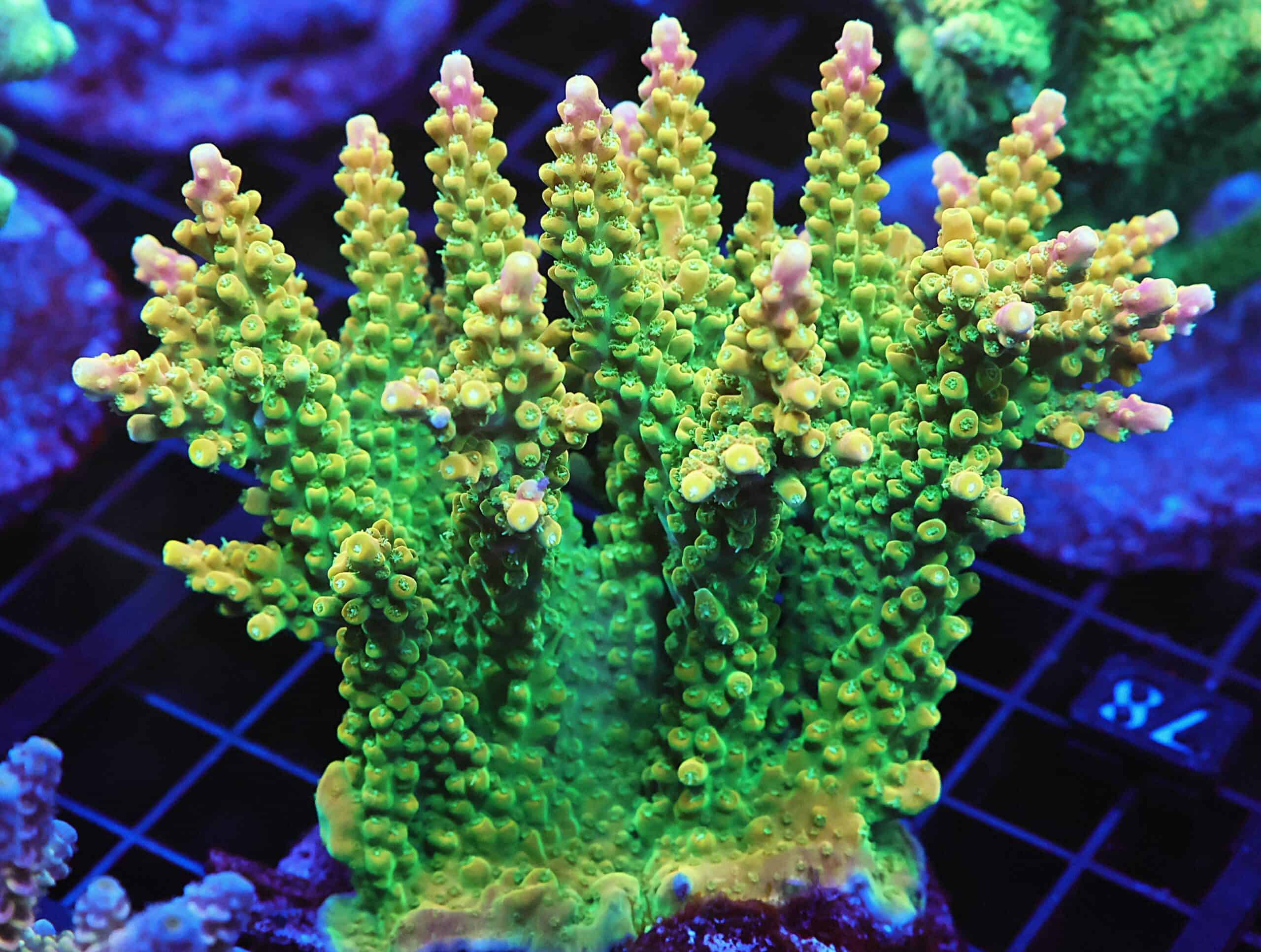 E78 - INDO ACRO PREMIUM CULTURED XL