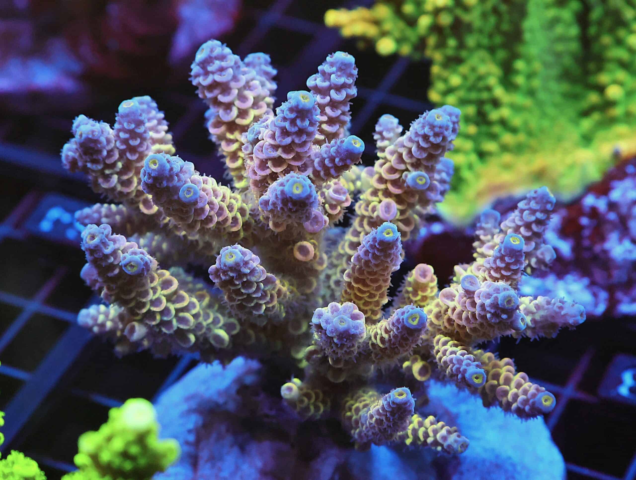 E83 - INDO ACRO RAINBOW TENUIS CULTURED XL