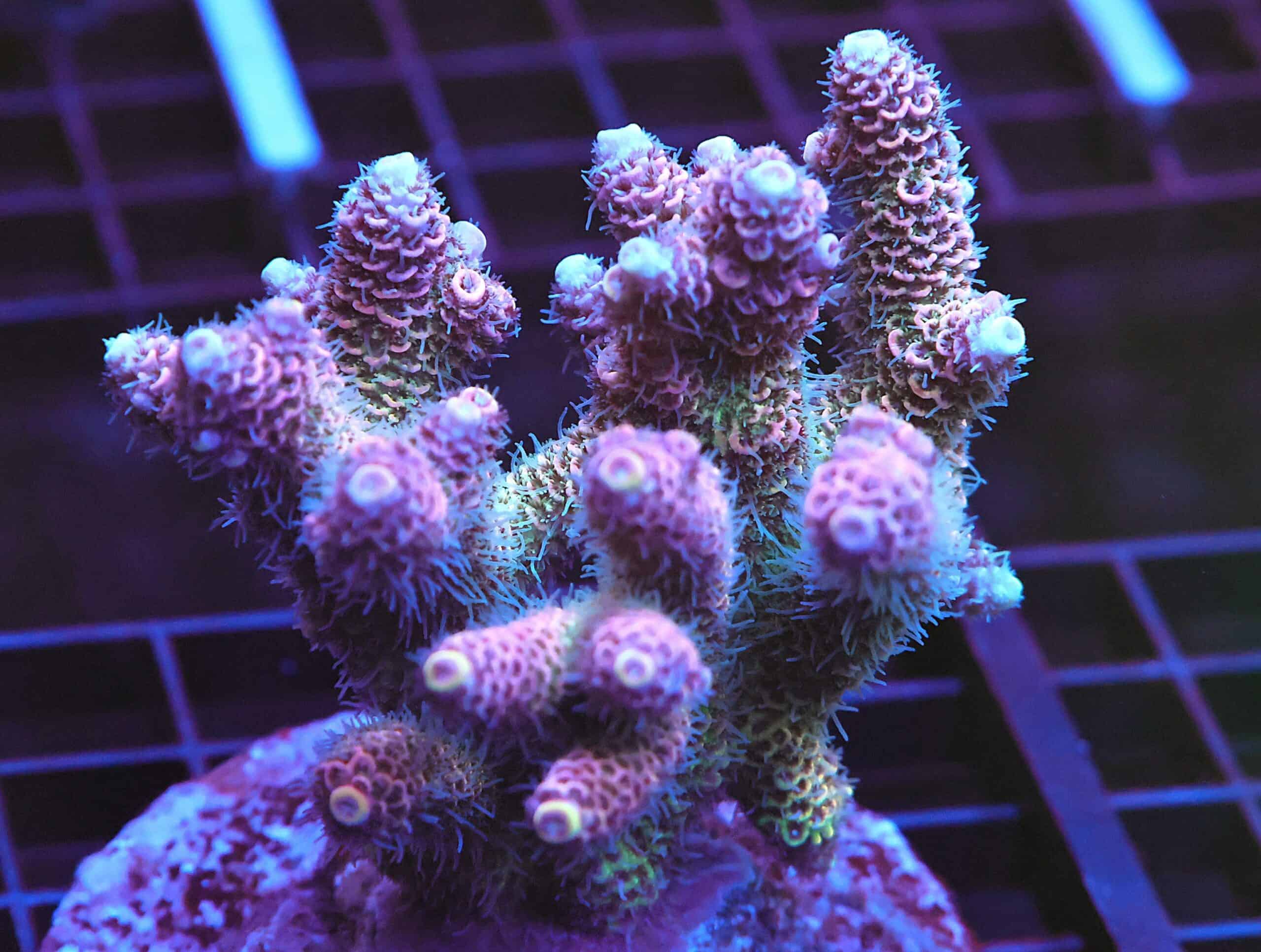 E90 - INDO ACRO PINK MILLE CULTURED LG