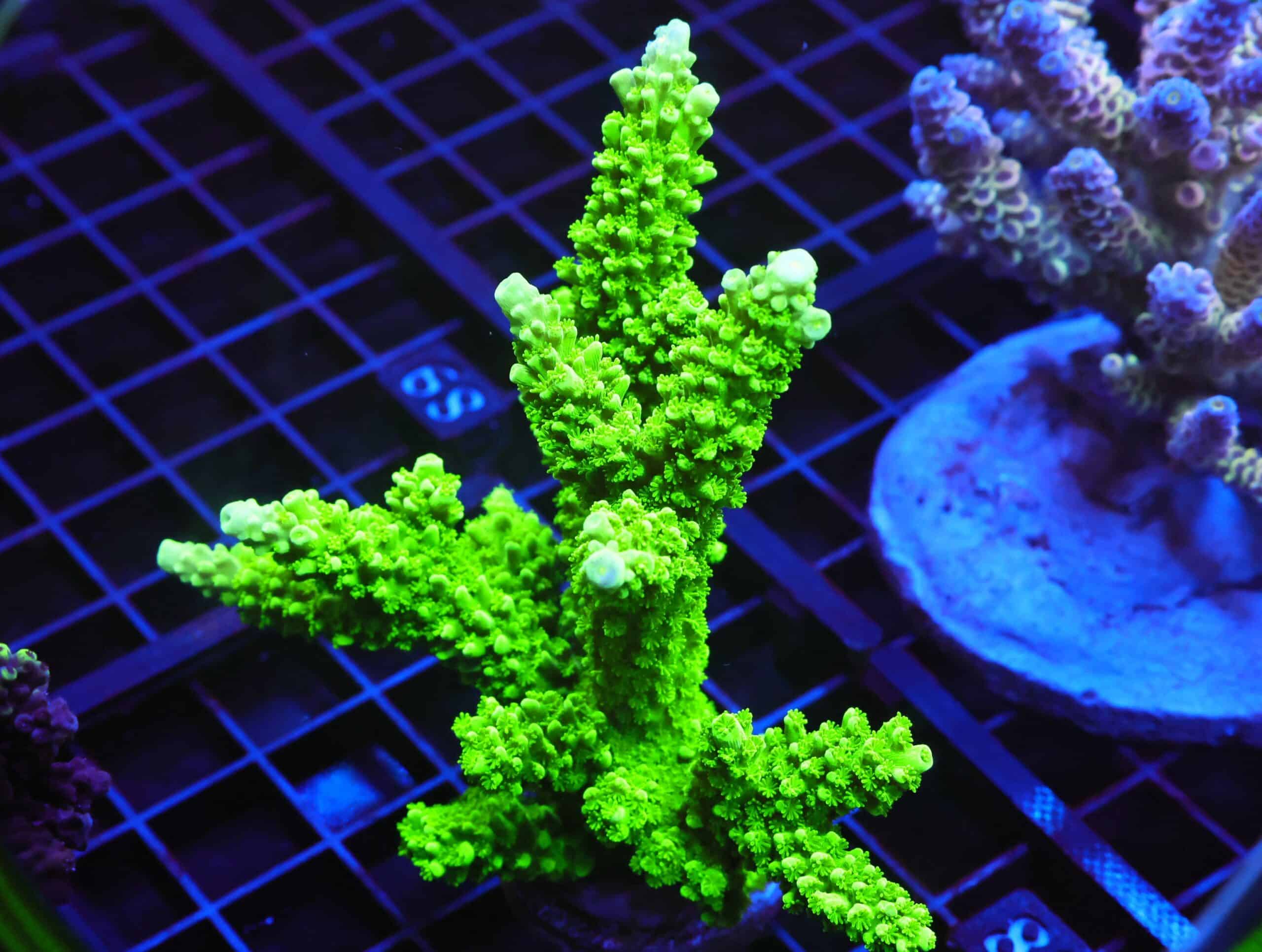 E88 - SDC BALI GREEN SLIMER ACRO XL FRAG