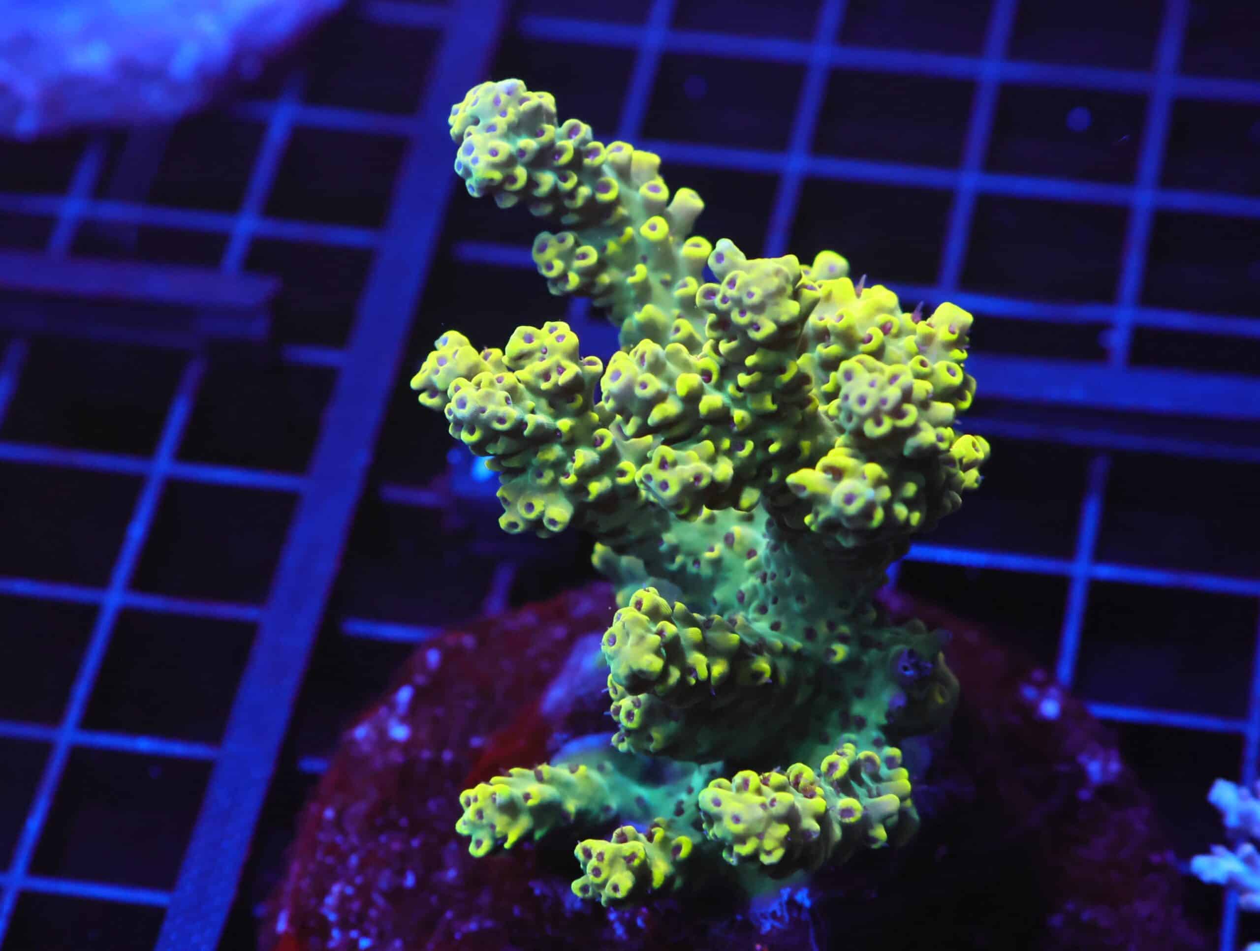 E92 - INDO ACRO PREMIUM CULTURED ML