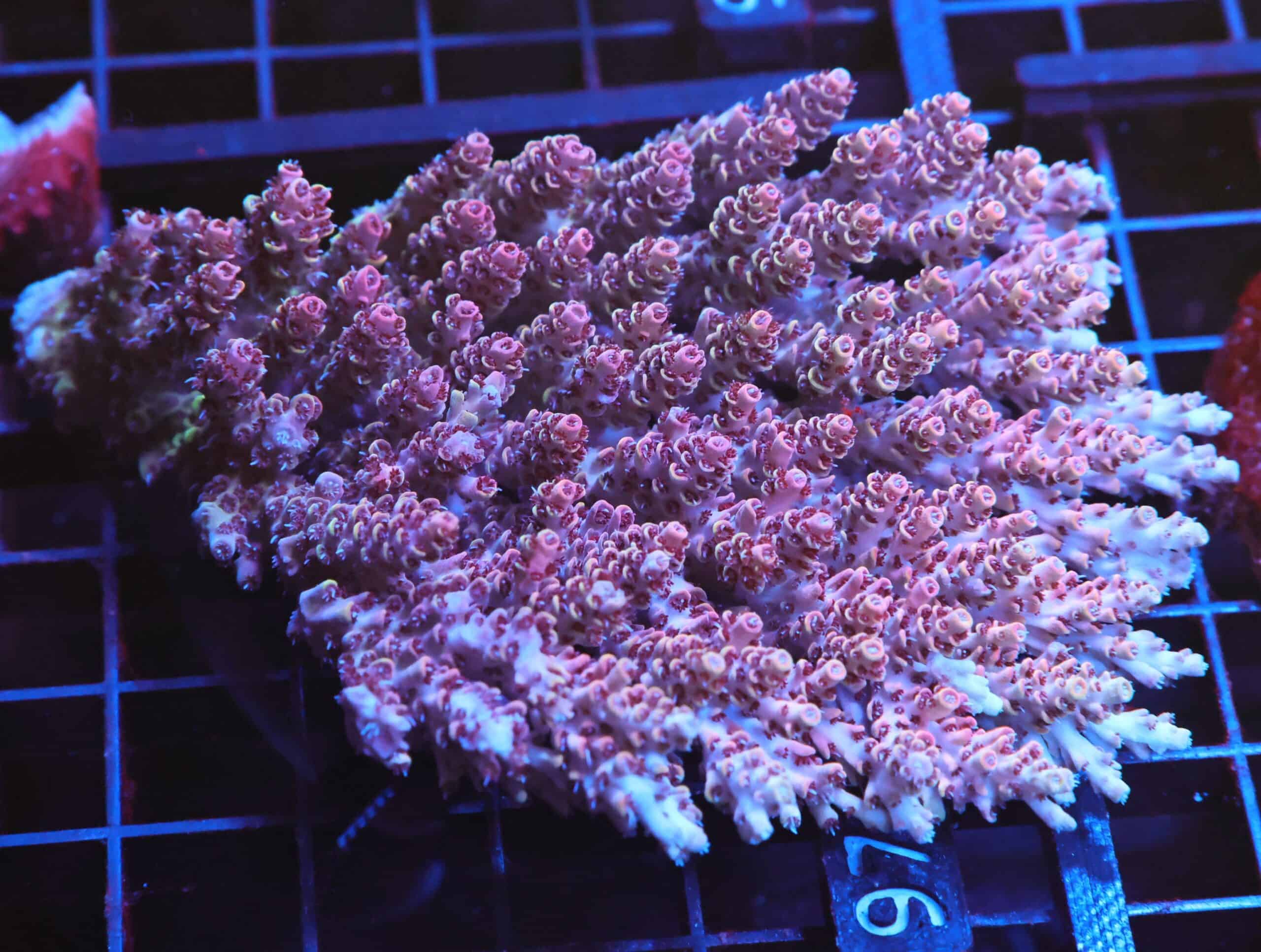 E97 - AUSSIE ACRO PINK TABLE LG