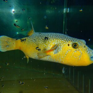 F30 - GOLD PUFFER XXL