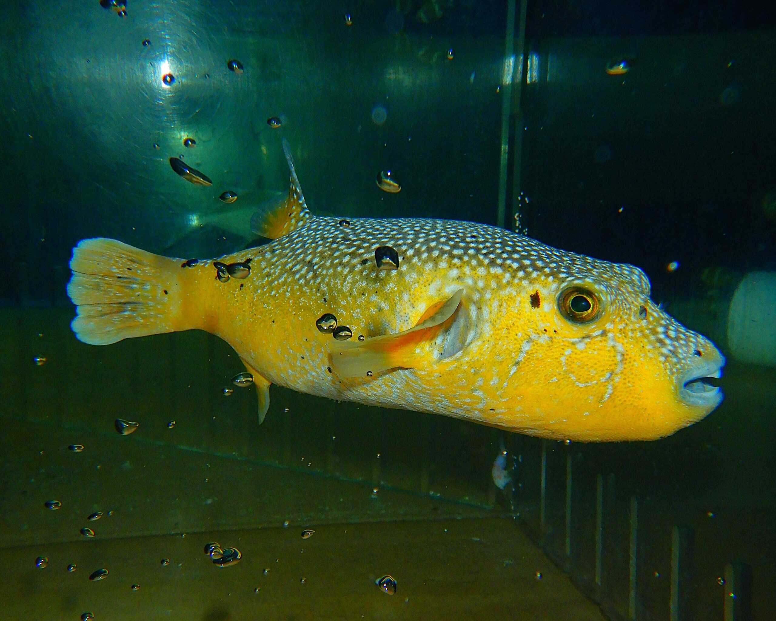 F30 - GOLD PUFFER XXL