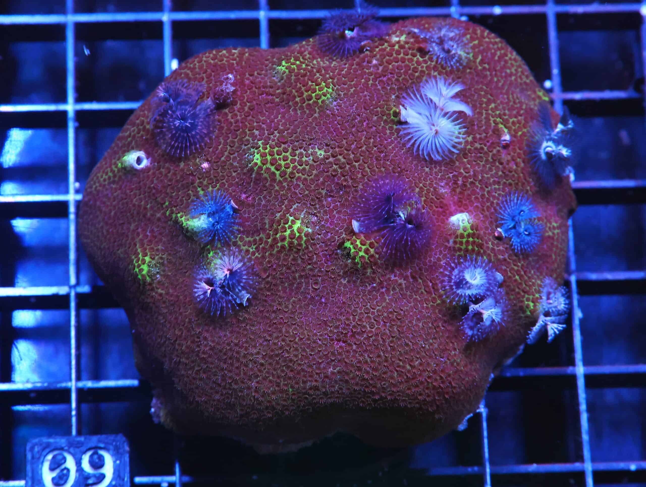 H09 - INDO BISMA WORM ROCK