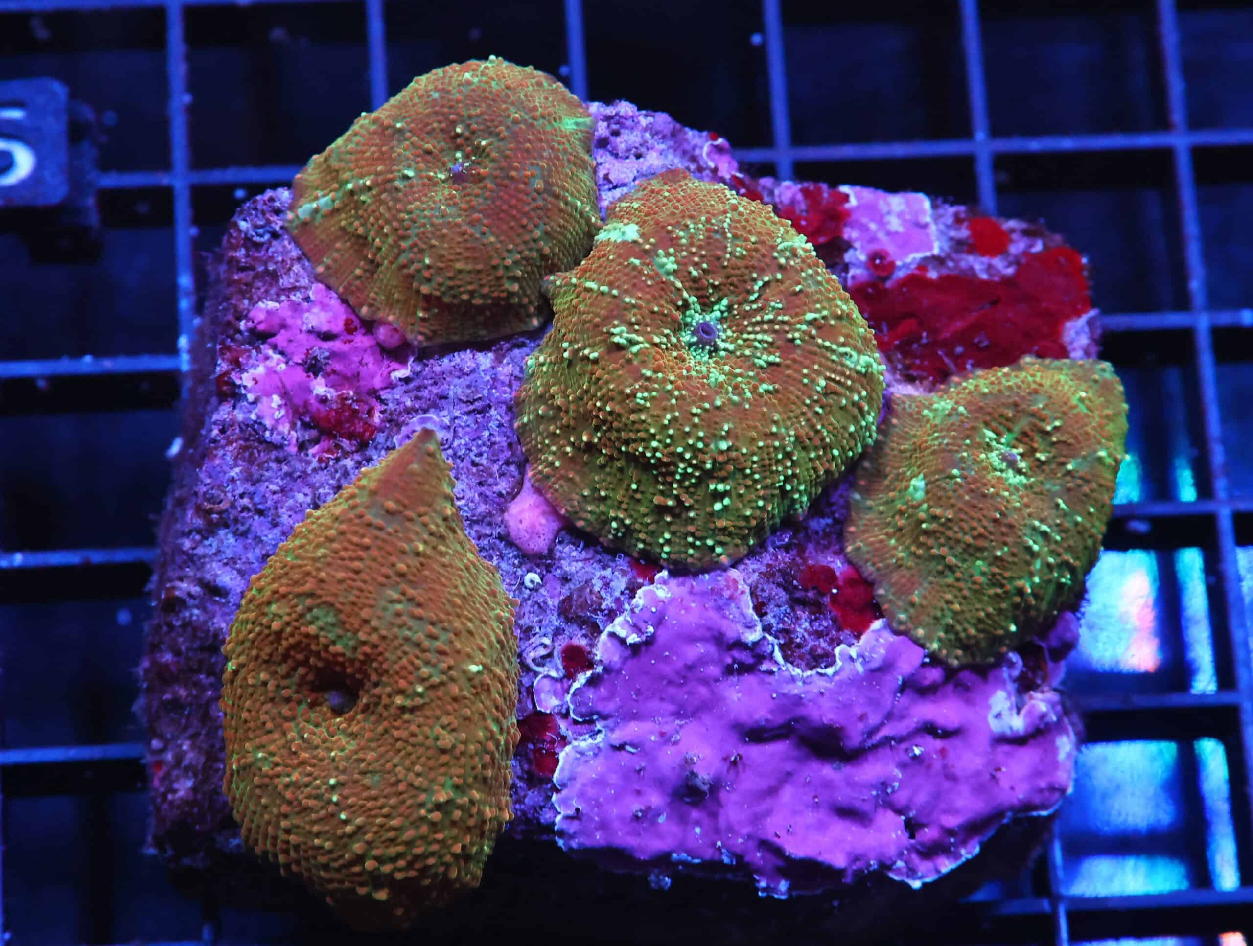 H10 - RUSTY GOLD DISCO MUSHROOM