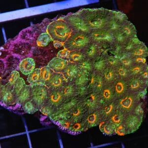 H100 - INDO ORANGE CRUSH ACAN ECHINATA